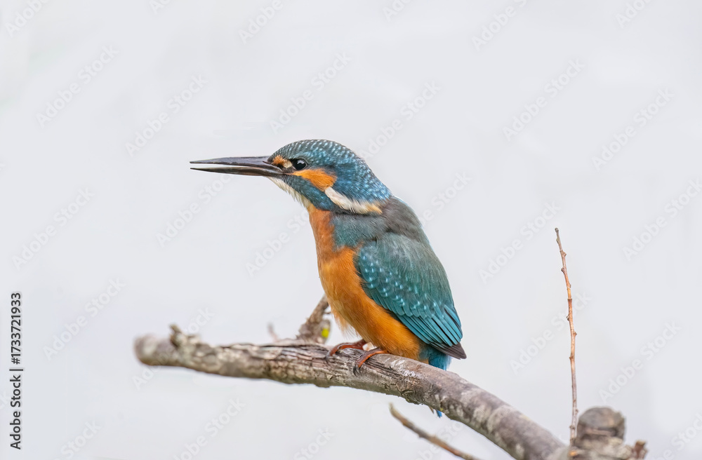 Fototapeta premium Kingfisher, male, on a branch