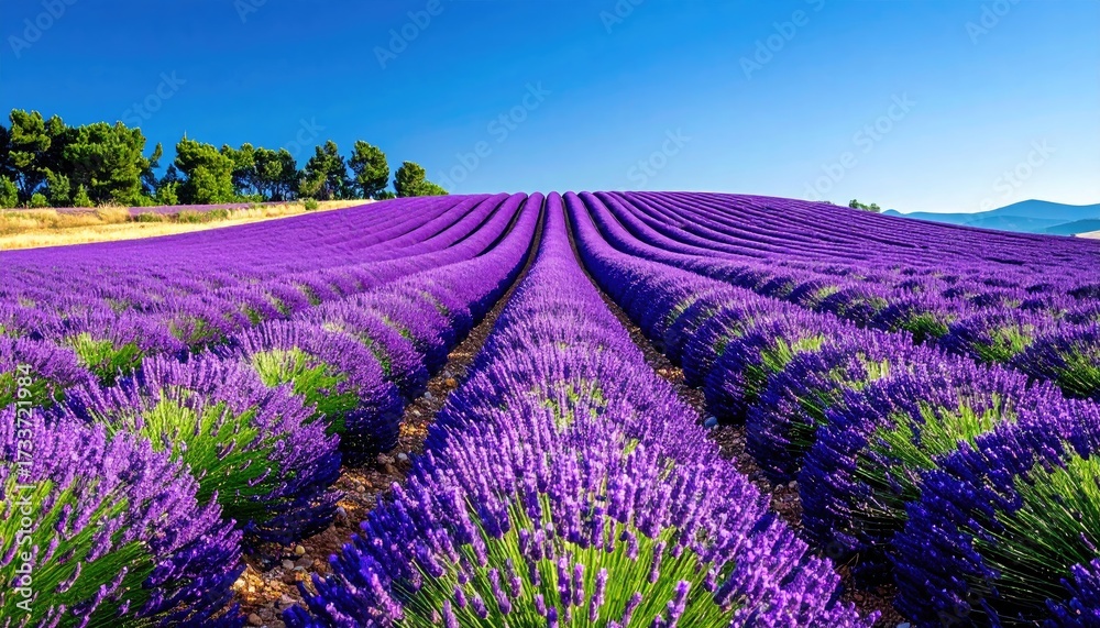 Naklejka premium Rows of Vibrant Purple Lavender Blossoms in Full Bloom Under Clear Blue Sky in Rural Setting