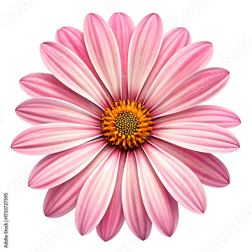 Beautiful Pink Osteospermum Daisy Flower Blossom Isolated Against Black Background Macro Shot Floral Artwork for Spring Season