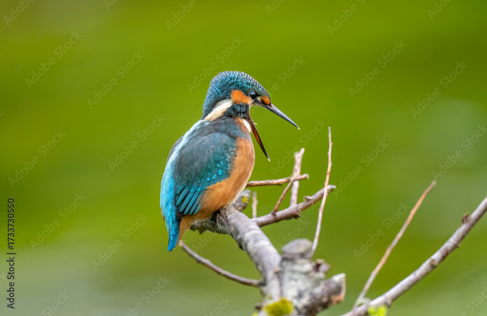 Fototapeta premium Kingfisher, female, on a branch with an open beak