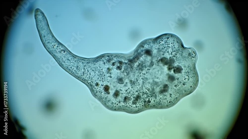 Microscopic view of an amoeboid single-celled organism. Protozoan with visible cellular structures under light microscope, biology research.