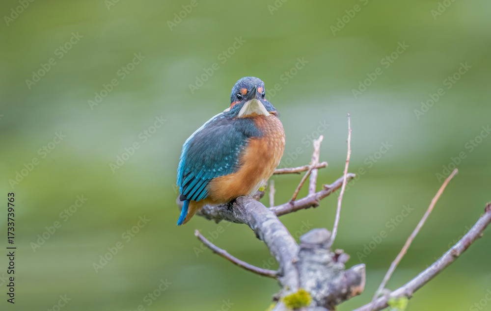 Obraz premium Kingfisher, male, on a branch