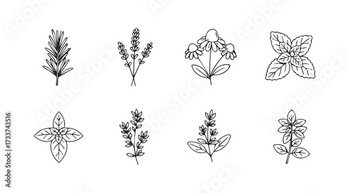 Vector art of herbs