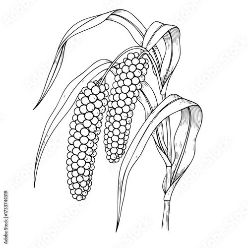 Two millets bent on a white transparent background- Hand-drawn Art