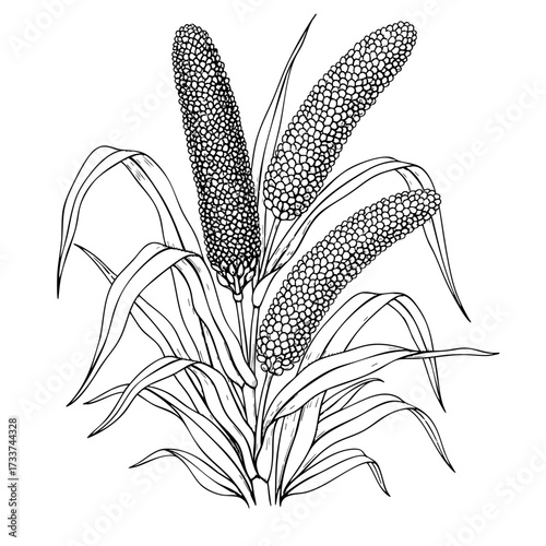 3 millets in between leaves on a white transparent background- Hand-drawn Art