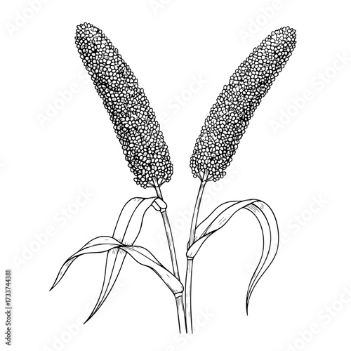Two millets on a white transparent background- Hand-drawn Art