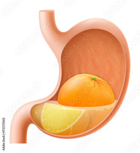 Human Stomach with orange fruit. The stomach digests orange. A stomach filled with healthy and wholesome food. Proper nutrition. Realistic 3d Vector illustration. Food digestion process illustration