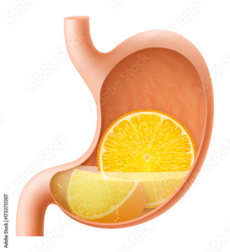 Human Stomach with orange fruit. The stomach digests orange. A stomach filled with healthy and wholesome food. Proper nutrition. Realistic 3d Vector illustration. Food digestion process illustration