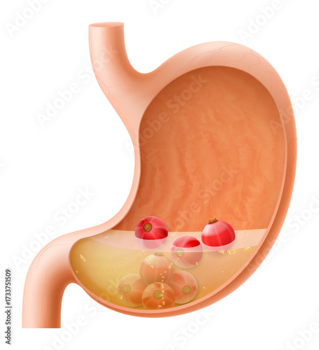 Human Stomach with red currant. The stomach digests currant. A stomach filled with healthy and wholesome food. Proper nutrition. Realistic 3d Vector illustration. Food digestion process illustration