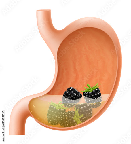 Human Stomach with blackberry. The stomach digests blackberry. A stomach filled with healthy and wholesome food. Proper nutrition. Realistic 3d Vector illustration. Food digestion process illustration