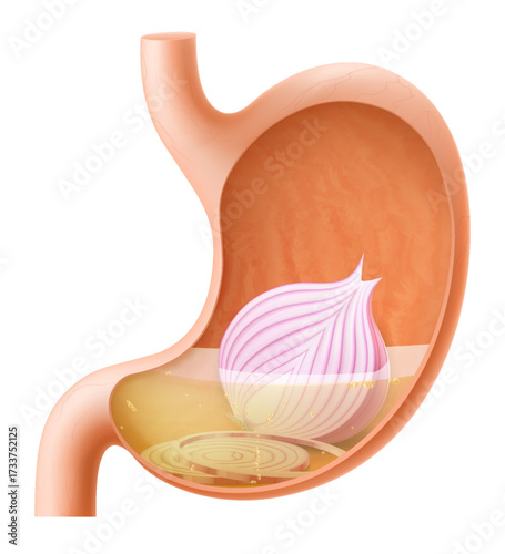 Human Stomach with onion. The stomach digests red onion. A stomach filled with healthy and wholesome food. Proper nutrition. Realistic 3d Vector illustration. Food digestion process illustration