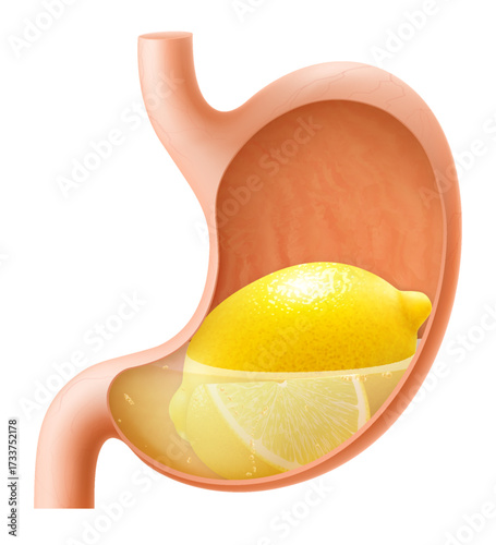 Human Stomach with lemon fruit. The stomach digests lemon. A stomach filled with healthy and wholesome food. Proper nutrition. Realistic 3d Vector illustration. Food digestion process illustration