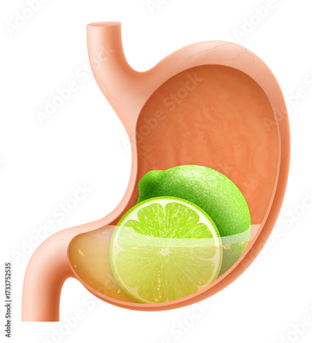 Human Stomach with lime fruit. The stomach digests lime. A stomach filled with healthy and wholesome food. Proper nutrition. Realistic 3d Vector illustration. Food digestion process illustration