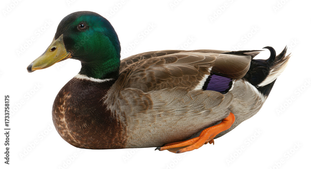 Obraz premium Male mallard duck resting on white background, showing vibrant feathers and natural wildlife detail for animal themes. 
