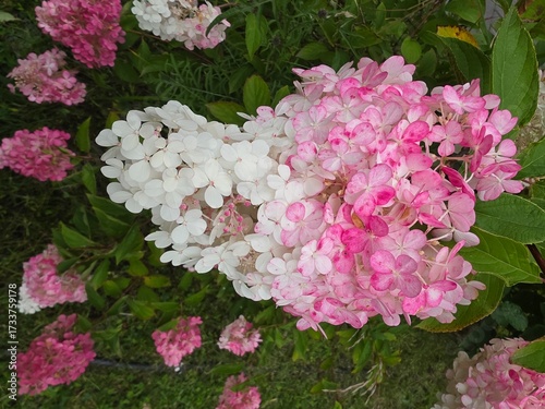 Gradient pink to white hydrangea flowers in bloom. Close-up of a blooming hydrangea panicle transitioning from white to vibrant pink, surrounded by lush green foliage in daylight