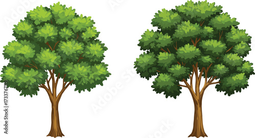Cartoon tree illustration comparing dense and airy foliage styles, green canopy variation, nature design, artistic contrast, and botanical visual reference
