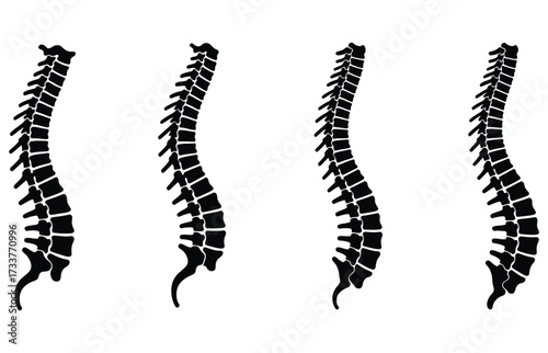 WebDiverse human spine silhouettes showcasing natural curves and variations, perfect for medical education, anatomical study, and health awareness campaigns.