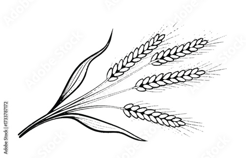 Black and White Sketch of Wheat Stalks with Leaves Keywords: wheat, grain, agriculture, harvest, food, bread, cereal, plant, stalk, leaf