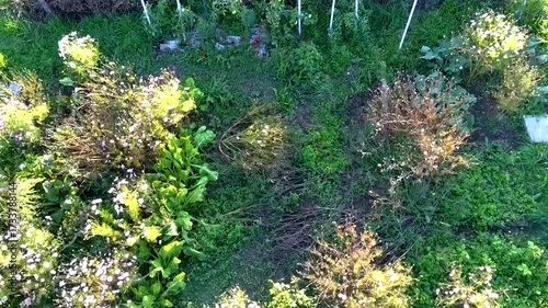 Aerial view of an ecological garden, vegetable, flower, dry hedge, chard, bean, tomato, cabbage, cosmos, calendula