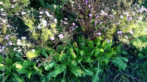 Aerial view of an ecological garden, vegetable, flower, dry hedge, chard, bean, tomato, cabbage, cosmos, calendula