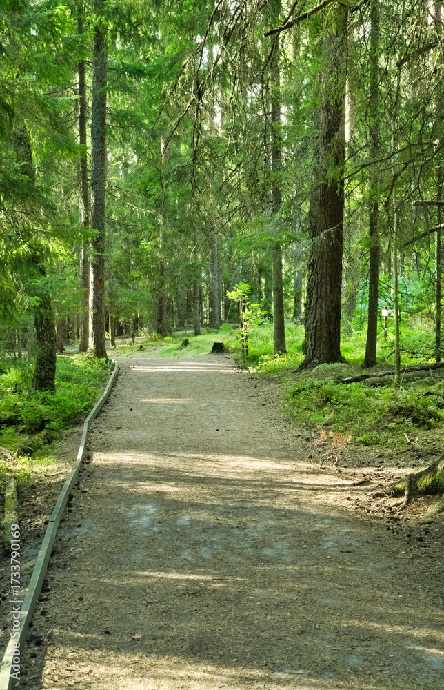 Fototapeta premium Boardwalk pathway through lush forest landscape during daytime under sunlight.