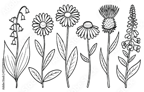 Collection of Wildflowers and Plants in Line Drawing Style botanical nature