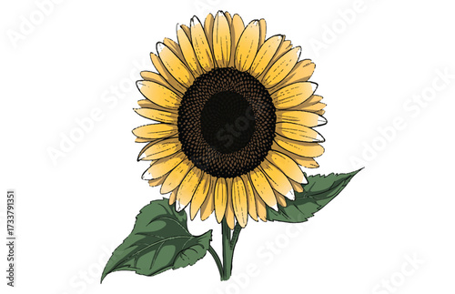 Detailed illustration of a vibrant yellow sunflower with green leaves Keywords: sunflower, flower, yellow, bloom, blossom, nature, plant