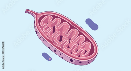 The powerhouses of the cell mitochondria produce energy for all cellular activities.