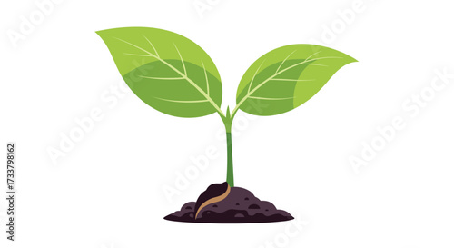 A young seedling pushing through the soil to grow into a healthy plant.
