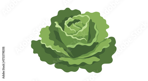 A vibrant green head of cabbage with detailed leafy layers and a central swirl.
