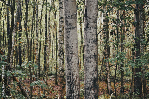 Fototapeta Naklejka Na Ścianę i Meble -  las ,drzewa