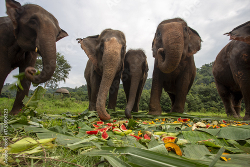 Canvas Print Happy herd of Asian elephant and young calf enjoying peaceful meal