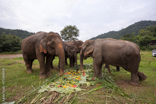 Sticker Family of three peaceful Asian elephants eating large meal of fruit and vegetable