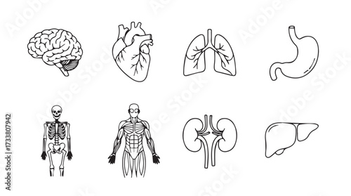 Collection of human organ anatomical line art diagrams for medical and educational use vector