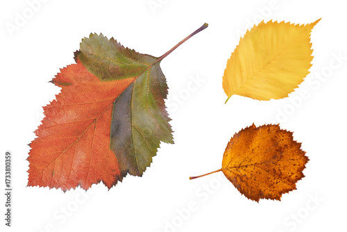 colorful autumn leaves isolated on a transparent background