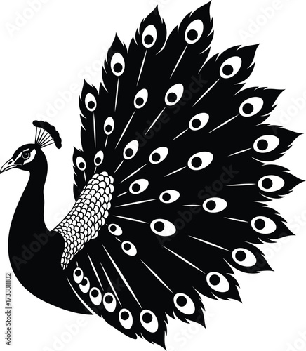 Magnificent peacock showing off its decorative tail feathers vector graphic illustration in black and white depicting elegance beauty wildlife nature and prideful display.