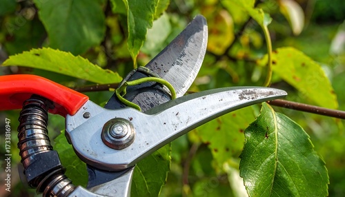 Pruning shears cutting a branch (1)