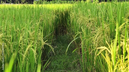 Green wheat field close up