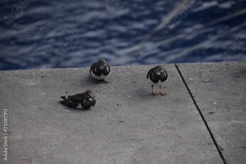 Arenaria interpres, rola do mar asia, europa, america, australia, migratória