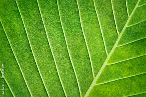 macro photography of a green leaf with large veins