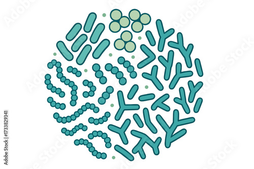 Probiotic bacteria types set. Good microbiota and gut flora. Lactobacillus, streptococcus, bifidobacteria. Microbiome science icon with healthy prebiotic bacillus microorganisms.