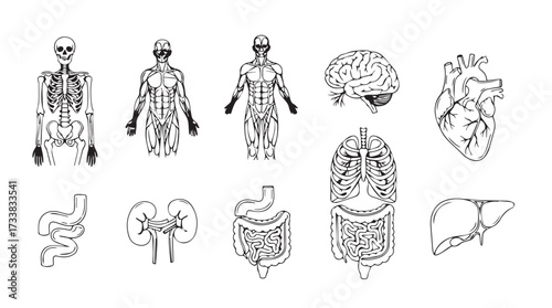 Detailed anatomical illustrations of human body systems organs and skeleton musculature set vector