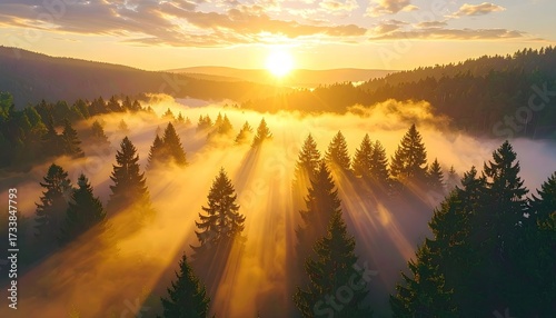 Aerial View of Foggy Forest at Sunrise with Golden Light Streaming Through Trees Natural Landscape