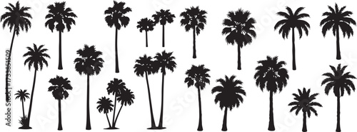  Palm tree silhouette vector set – Black tropical palm shapes collection isolated on white.eps