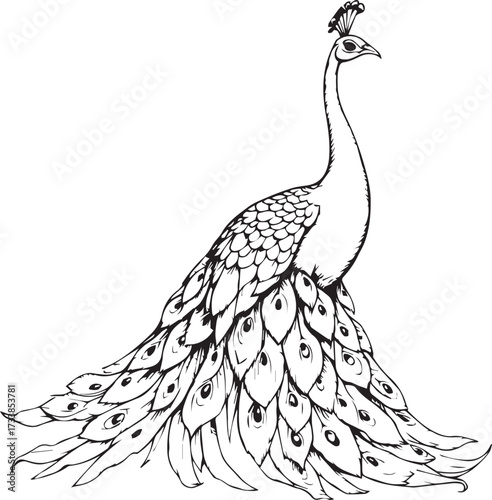 Peacock silhouette in black and white with detailed plumage and crest for elegant, decorative, and nature-themed designs