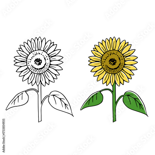ひまわり切り花イラスト