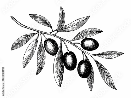 Elegant Olive Branch Illustration with Detailed Leaves and Fruit A Botanical Art Piece for Mediterranean Themes and Designs