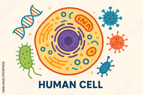 Human cell illustration with DNA and bacteria — colorful biology infographic for science education and medical learning