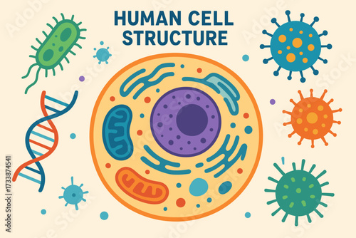 Human cell structure infographic — colorful biology diagram with DNA and bacteria for educational science materials
