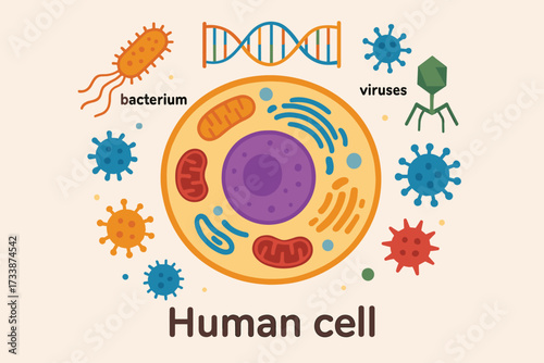 Human cell illustration with DNA and bacteria — colorful biology infographic for science education and medical learning